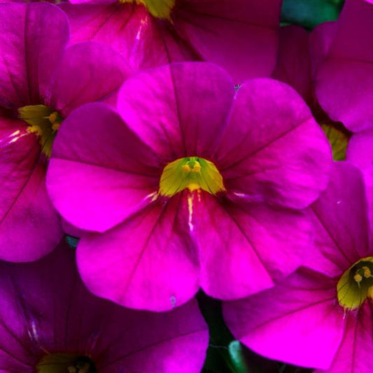 Calibrachoa Hot Pink