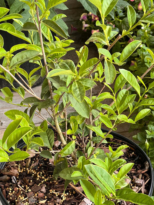 Camellia sinensis tea plant with glossy green leaves growing in Slidell Louisiana Garden Center