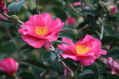 Camellia sasanqua, Kanjiro