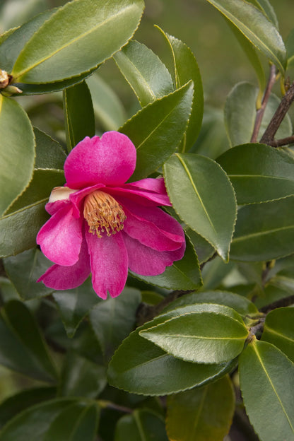 Camellia sasanqua, Kanjiro