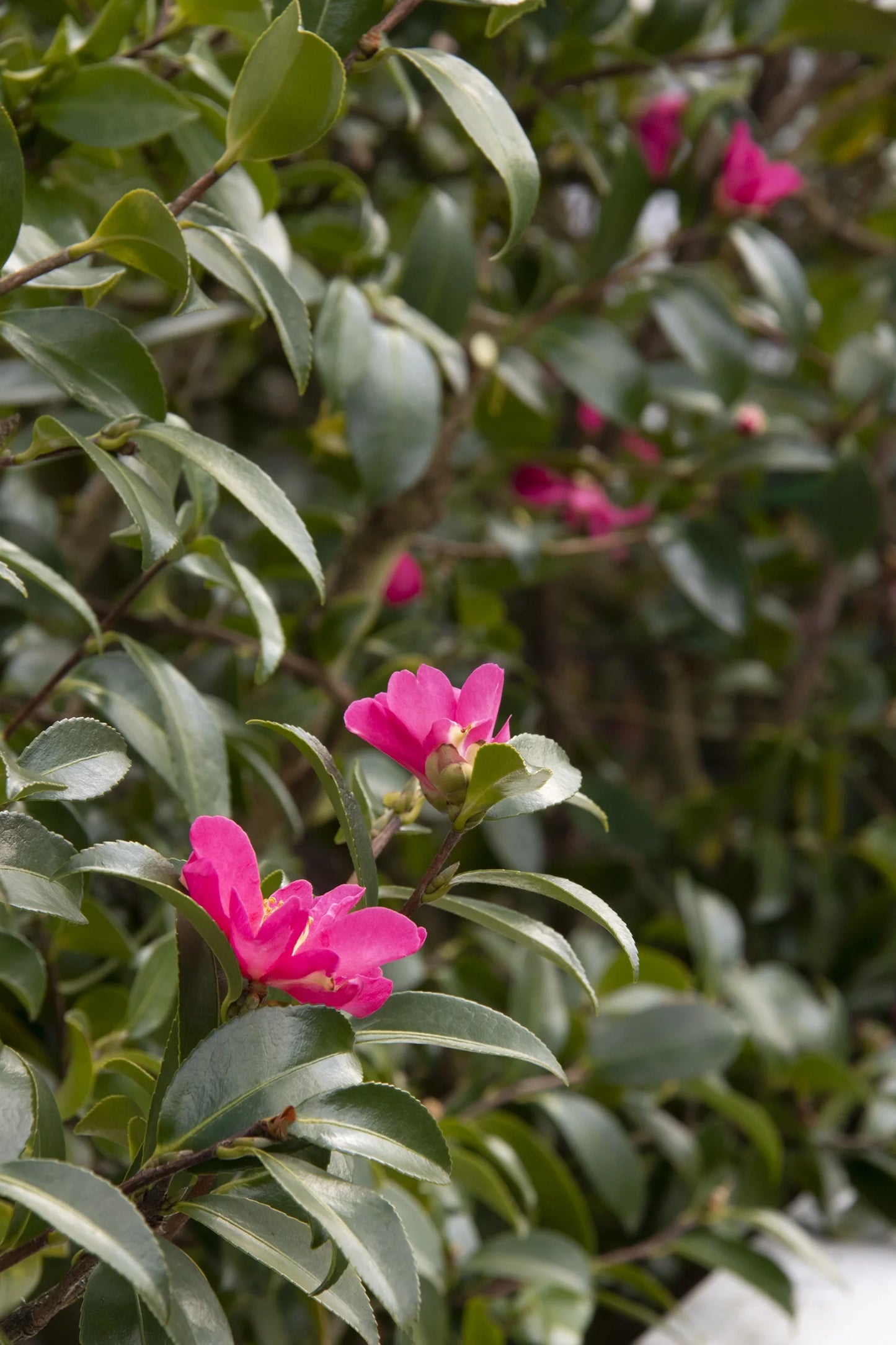 Camellia sasanqua, Kanjiro
