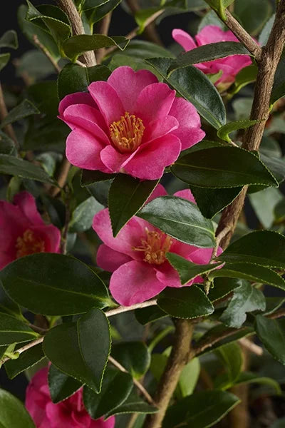 Camellia sasanqua, Kanjiro