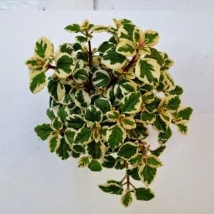 Candy Kisses Hemizygia foliage