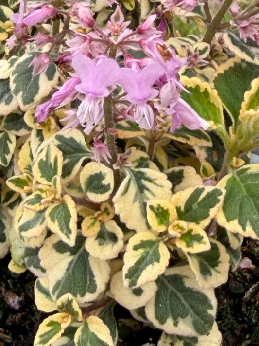 Candy Kisses Hemizygia