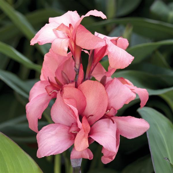 Canna, Cannova® Mango