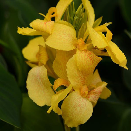 Canna, Cannova® Yellow