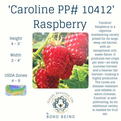 Berries - 2-3 Gallon Containers