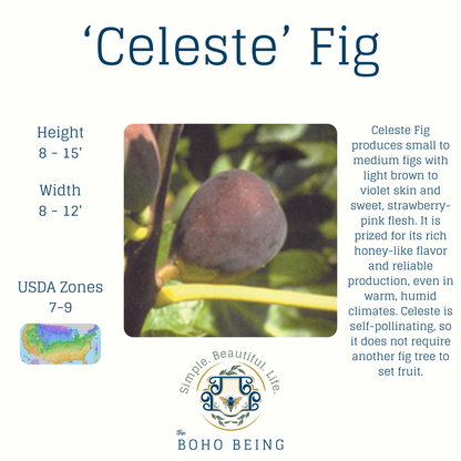 Fruit Trees - 3 Gallon Containers