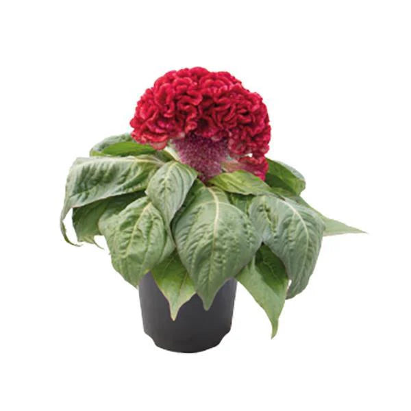 Celosia Brainiac Robo Red