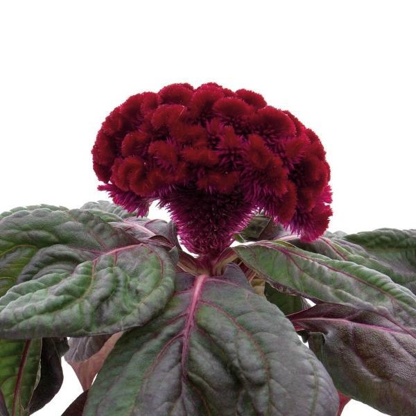 Celosia Brainiac Raven Red