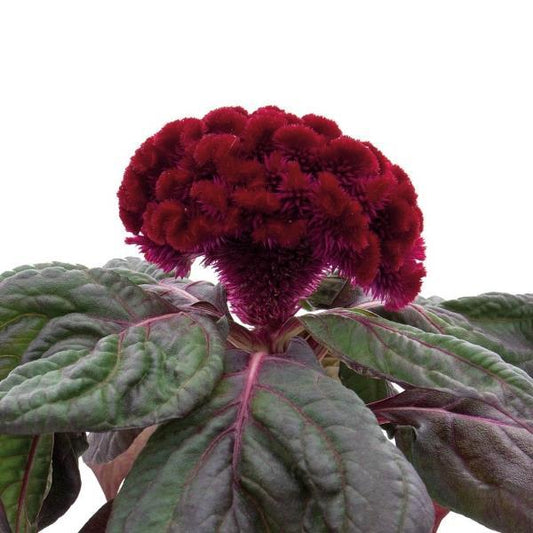 Celosia Brainiac Raven Red