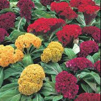 Celosia Armor Mix flower blooms in yellow, red and magenta