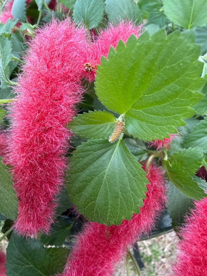 Chenille Firetails Plant Red Cattail