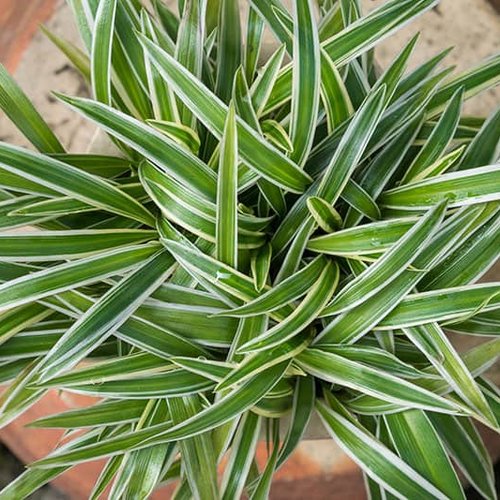 Chlorophytum White Edge Spider Plant