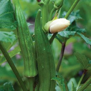 Seeds, Clemson Spineless Okra Certified Organic