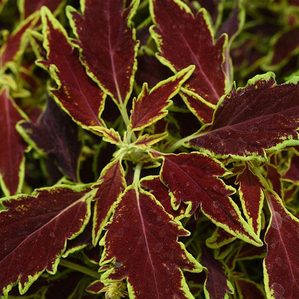 close up of Coleus serrano flame thrower red leaf with green leaf margin bedding plant 