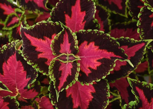Coleus, Heartbreaker