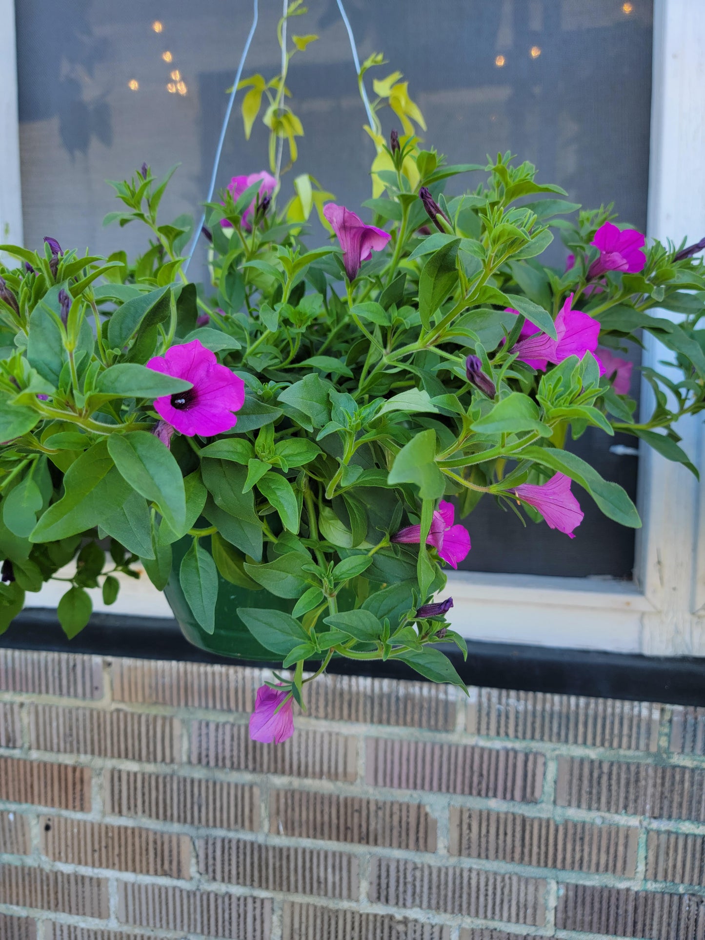 Combination Patio Mix Hanging Basket  - Various Designs