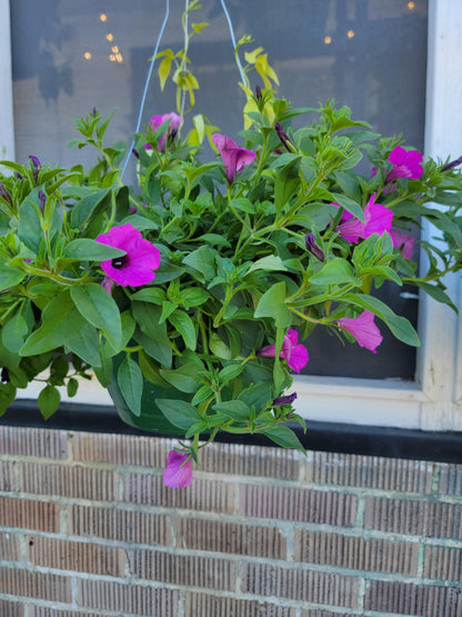 Combination Patio Mix Hanging Basket  - Various Designs