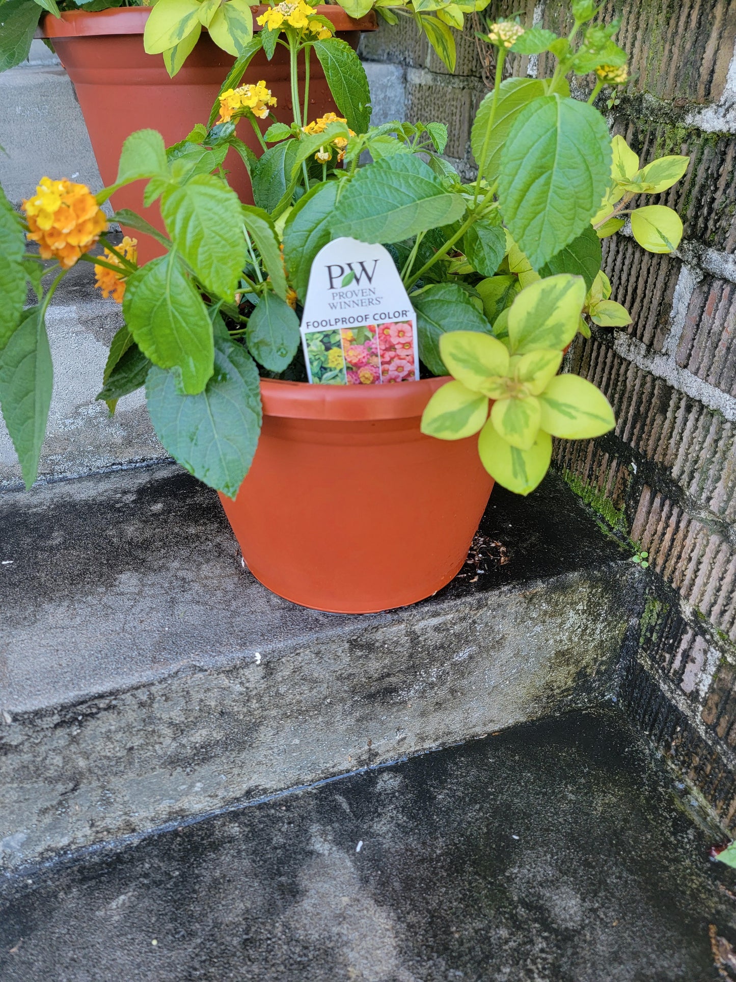 Combination Patio Mix Pot  - Various Designs