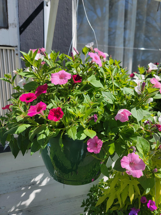 Combination Patio Mix Hanging Basket  - Various Designs