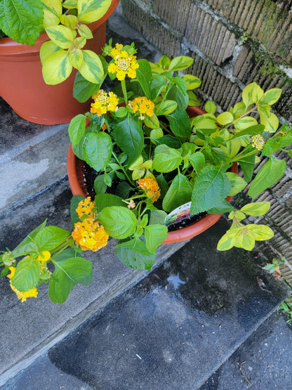 Combination Patio Mix Pot  - Various Designs