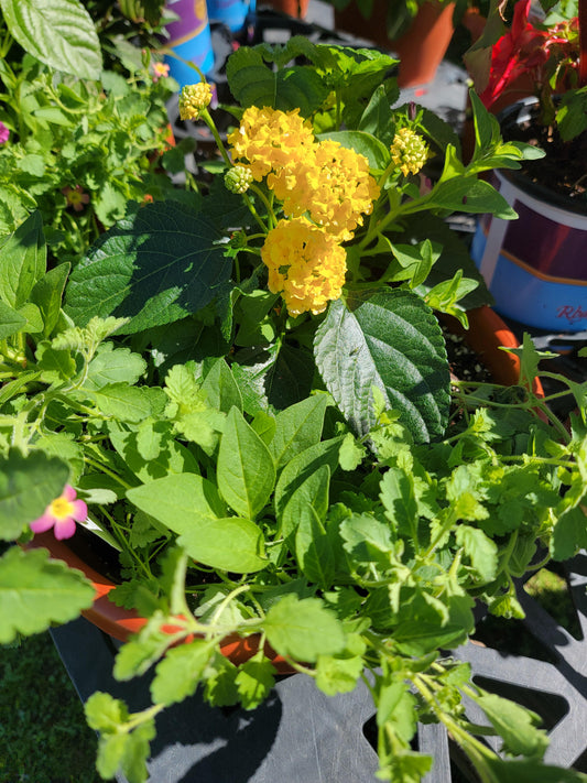 Combination Patio Mix Pot  - Various Designs