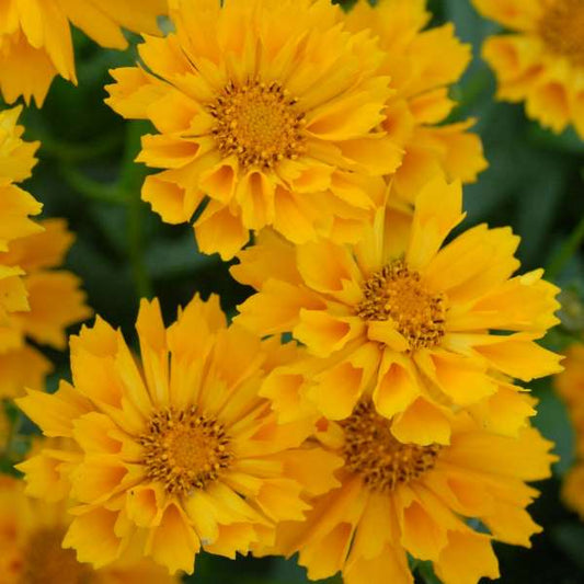Coreopsis UpTick™ Jethro Tull PP#18789