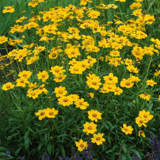 Coreopsis lanceolata