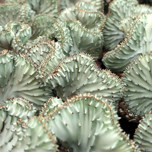 Crested Euphorbia