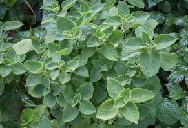 Cuban Oregano (Plectranthus amboinicus) "Three In One Herb"
