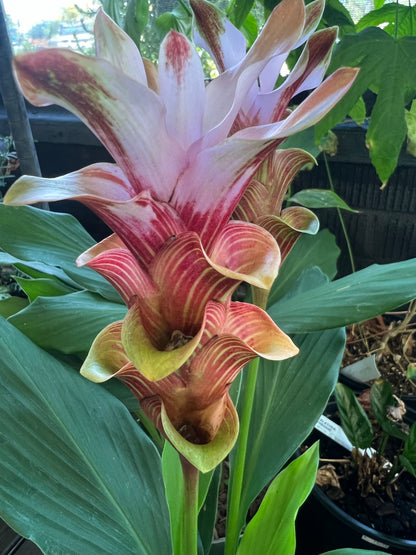 Ginger - Curcuma "Maejo Elite"