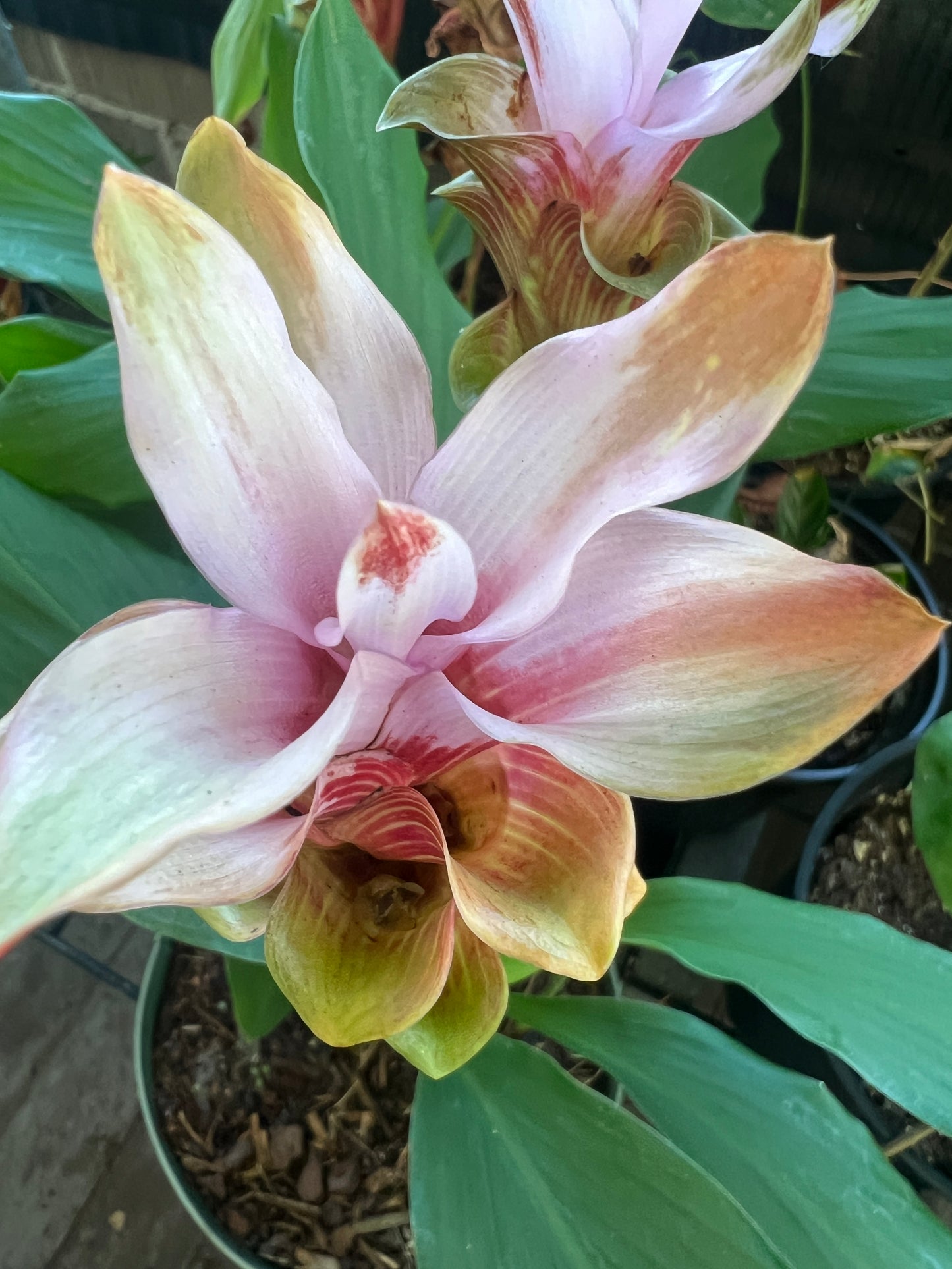 Close-up of a pink and green orchid with blurred background