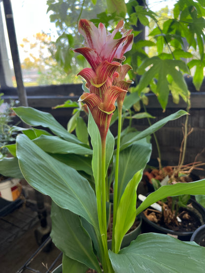 Ginger - Curcuma "Maejo Elite"