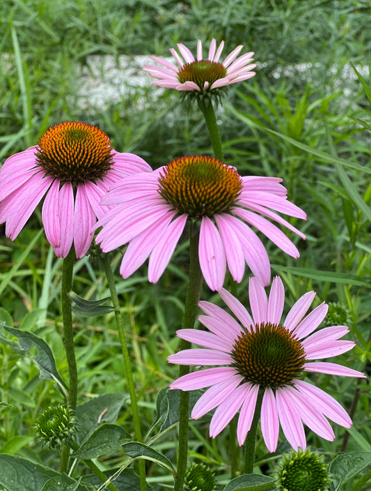 Echinacea Purpurea Purple Cone Flower