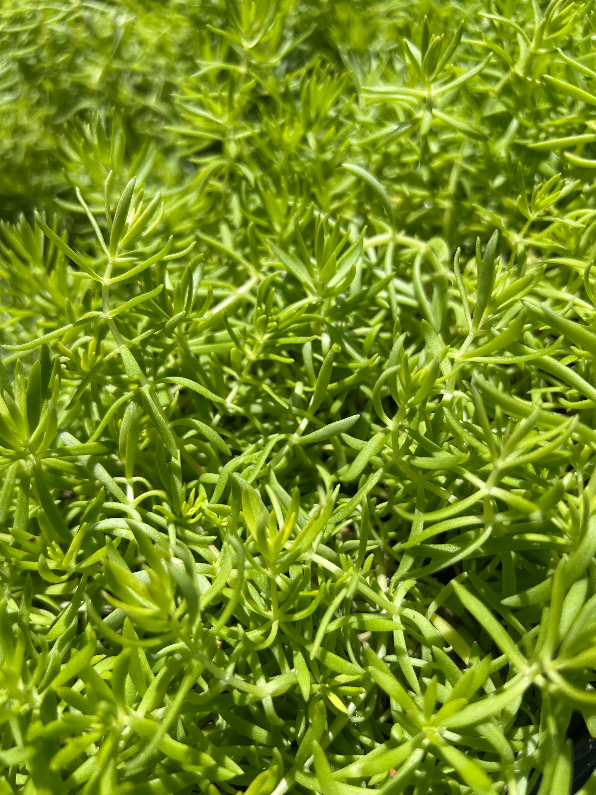 lemon sedum succulent Lemon Ball Sedum – The Boho Being, LLC