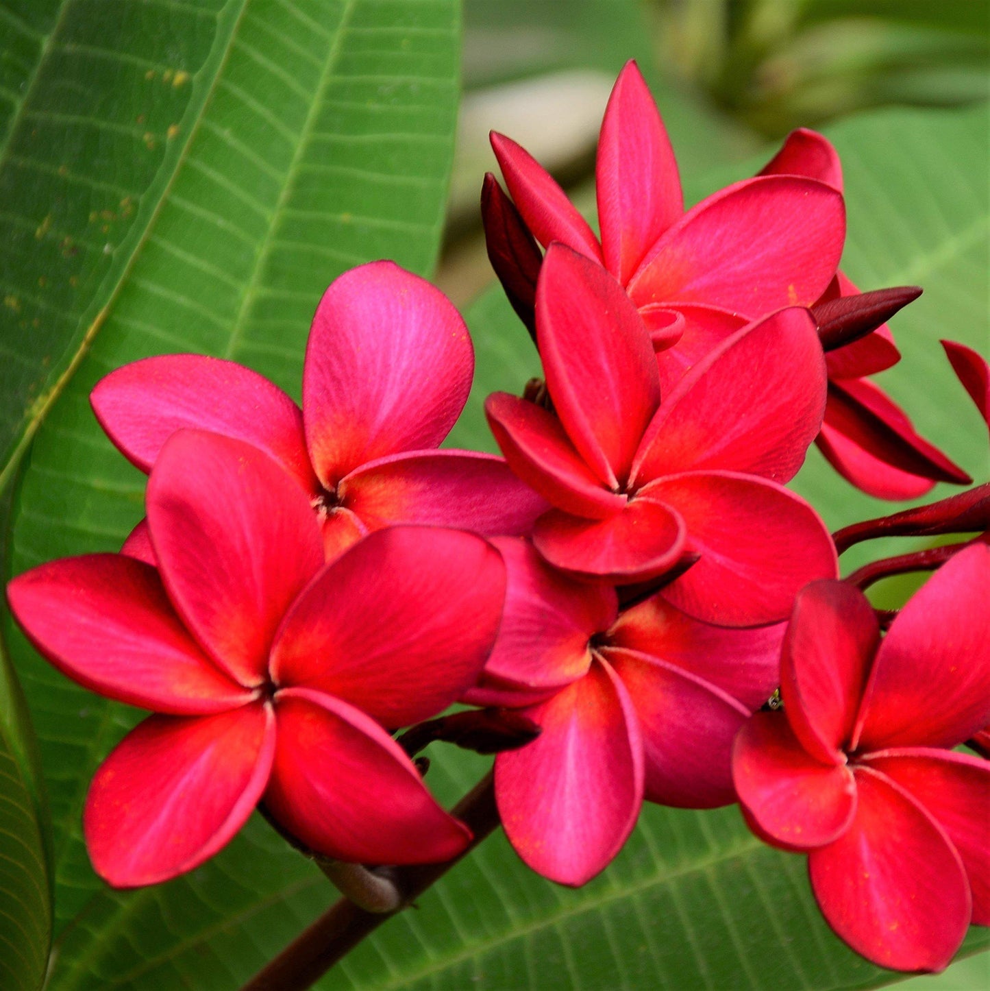 Plumeria