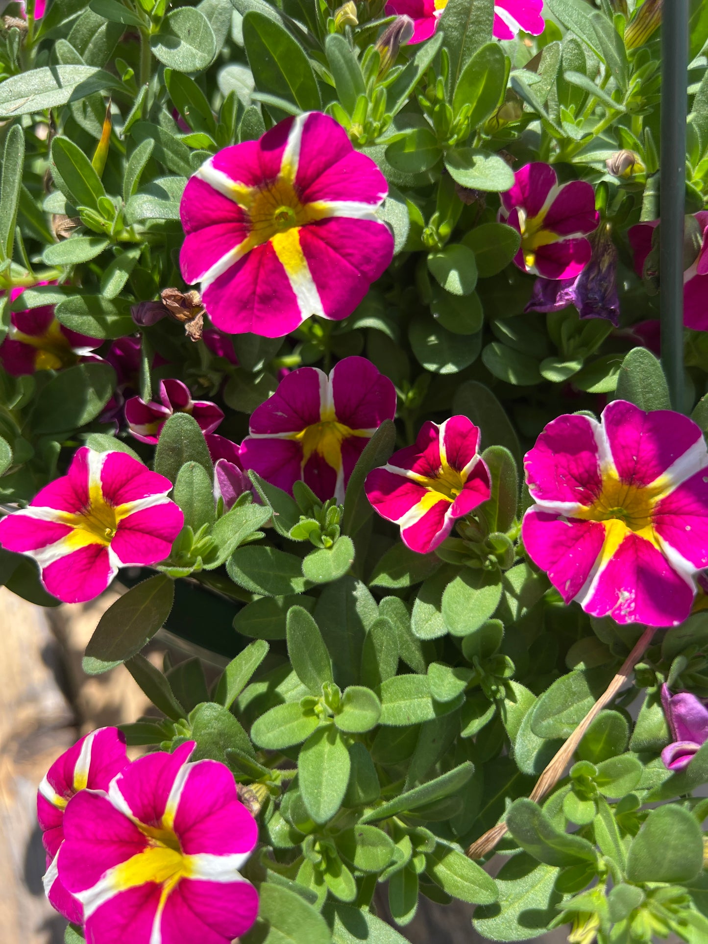 Calibrachoa Colibri Pink Bling