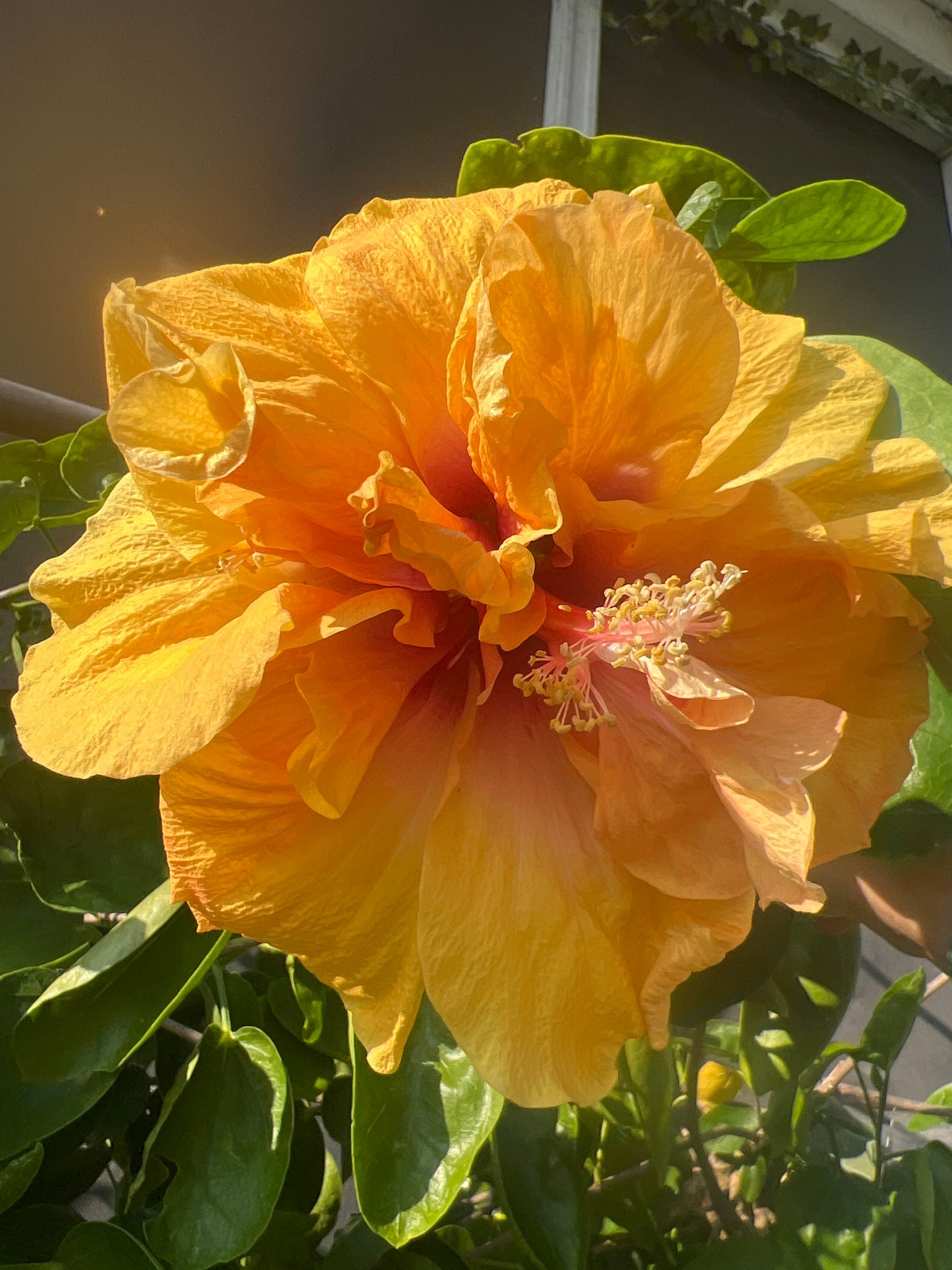 Hibiscus Saffron Fire - Cajun Hibiscus