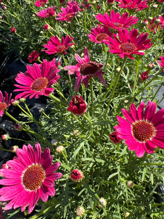 Argyranthemum Grandaisy 'Dark Pink'