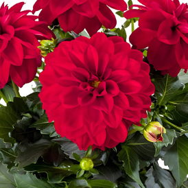 Dahlia pinnata 'LaBella Medio Red'