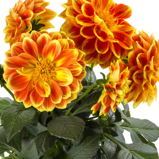 Dahlia pinnata 'Orange Flame'