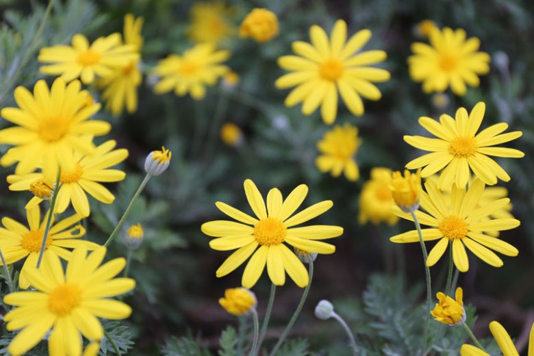 Daisy Bush, Golden