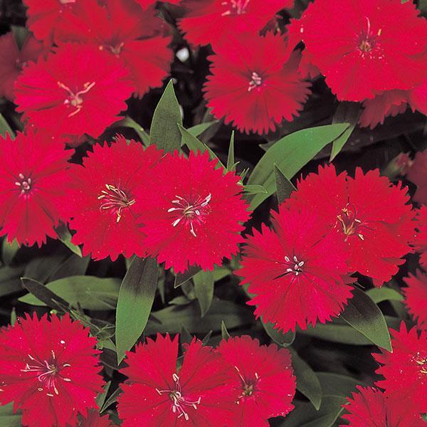 Dianthus Telstar Carmine Rose
