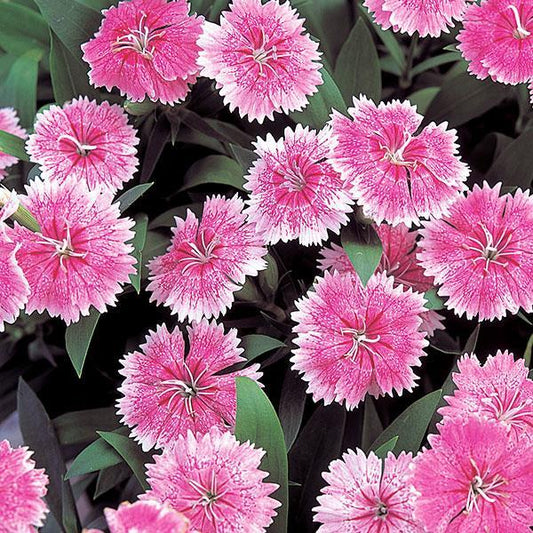 Dianthus Telstar Pink