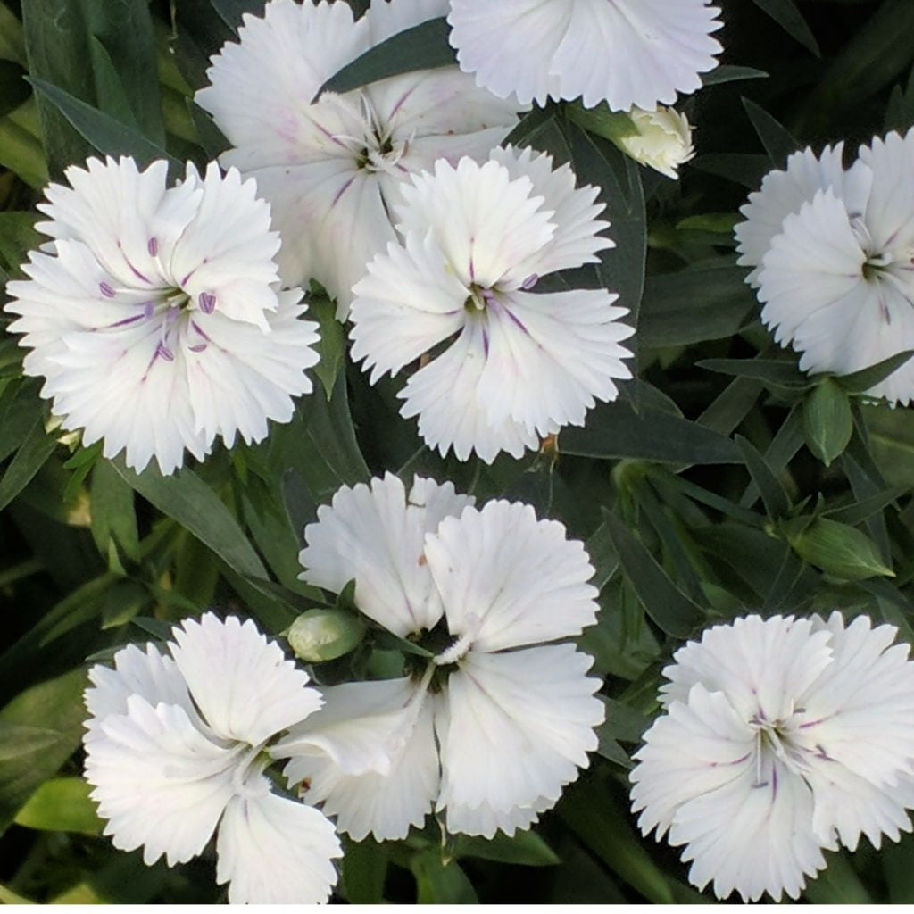 Dianthus Telstar White