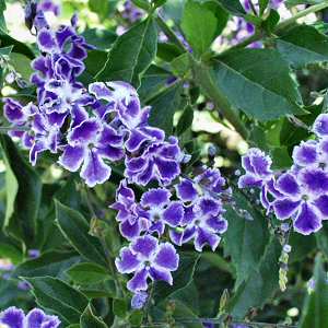 Duranta ‘Sapphire Showers’