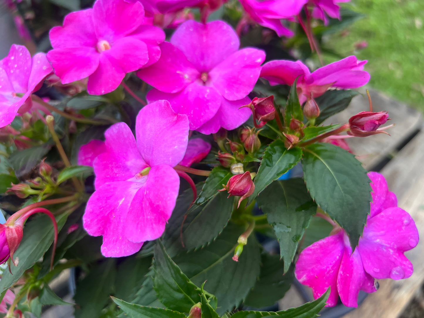 Sunpatiens "Compact Deep Rose"