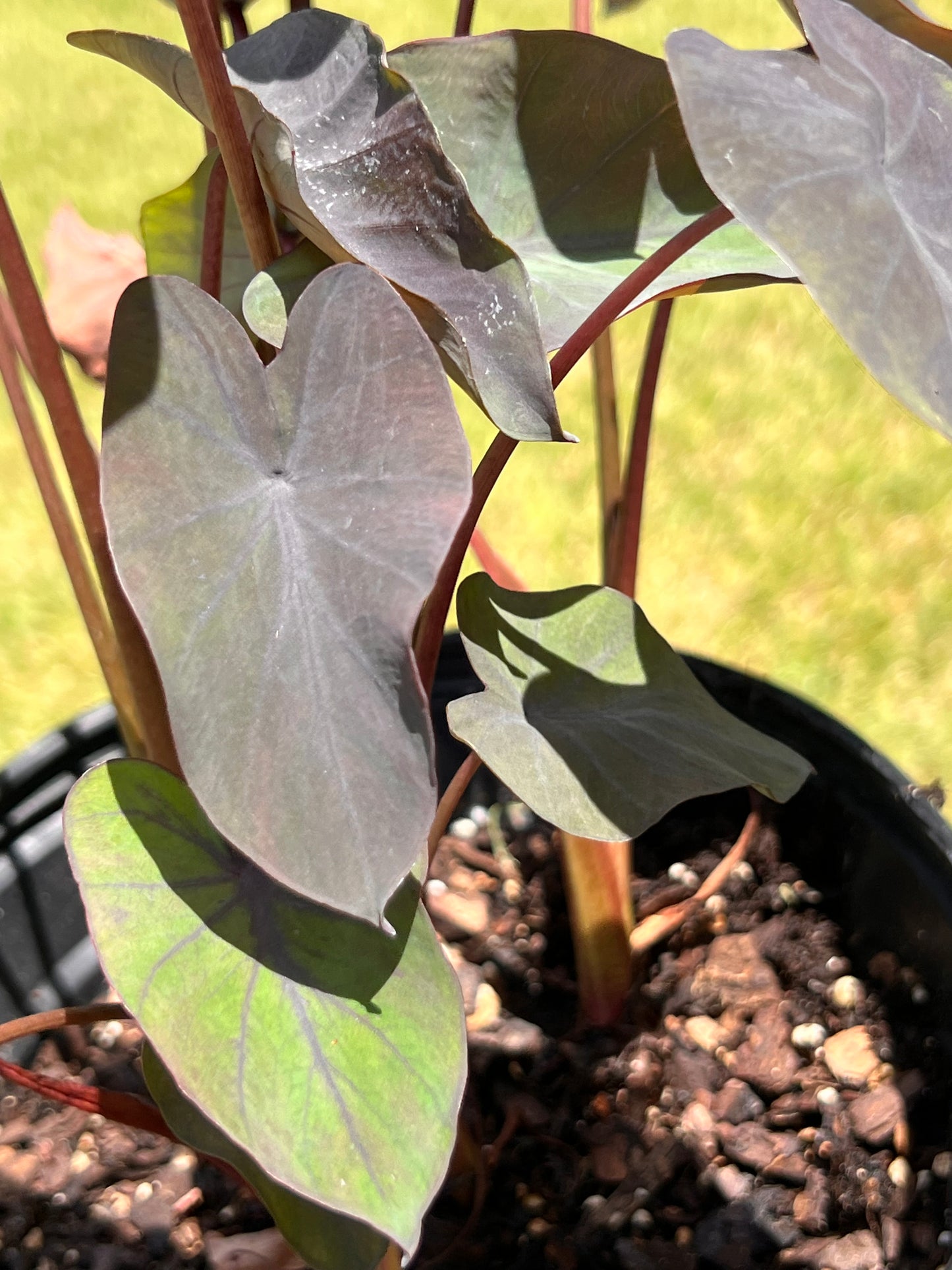 Regal Shields Alocasia Elephant Ear Black Magic