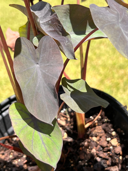 Regal Shields Alocasia Elephant Ear Black Magic